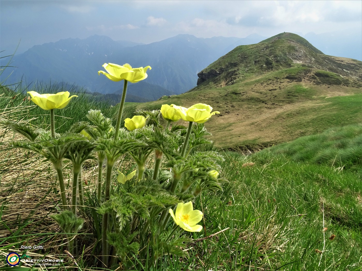 75 Anemoni sulfurei (Pulsatilla alpina sulphurea) con vista verso il Monte Avaro.JPG